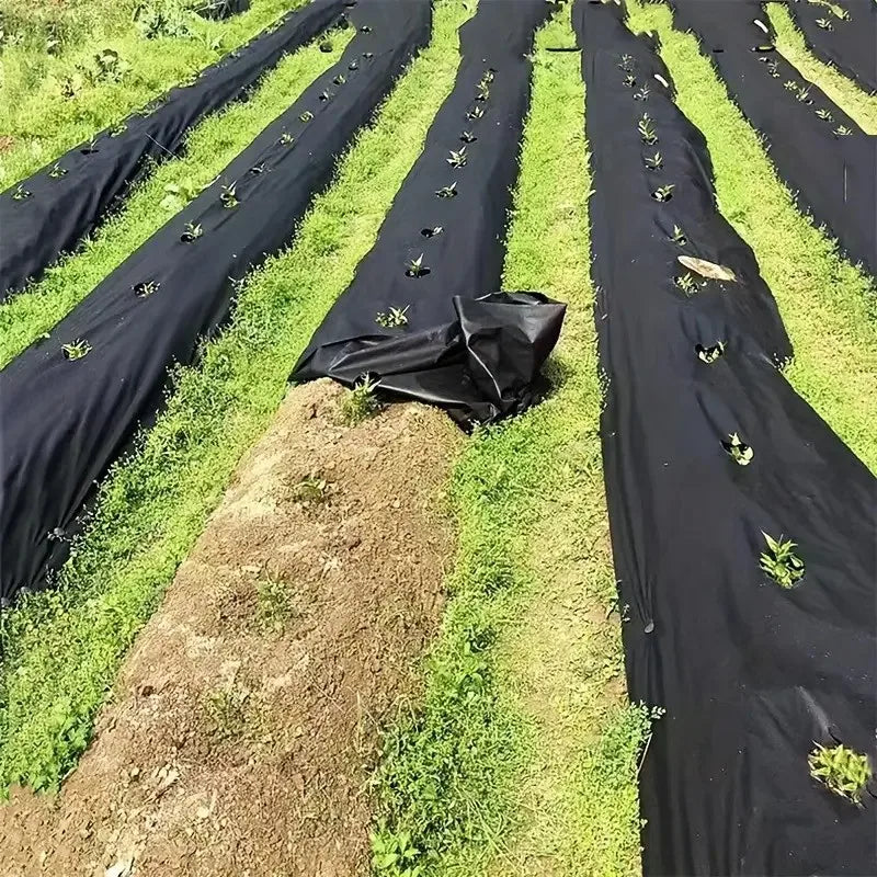 Kit de Toile Anti-Mauvaises Herbes Perforée – Tissu de Paillage pour Jardin, Potager et Aménagement Paysager