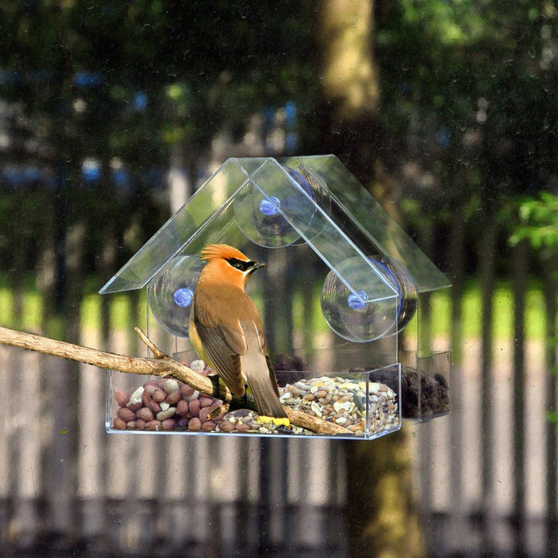 Mangeoire oiseaux à ventouses